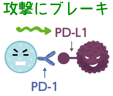 免疫にブレーキをかけるPD-1