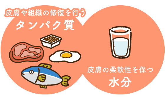 タンパク質と水分